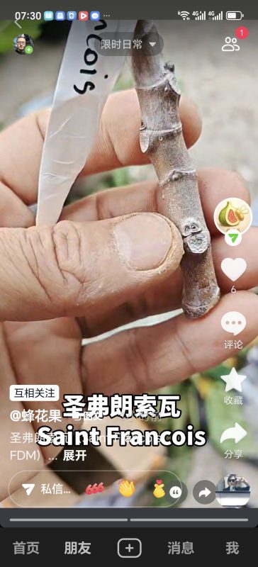 圣弗朗索瓦
Saint Francois（蜂花果）-小果迷