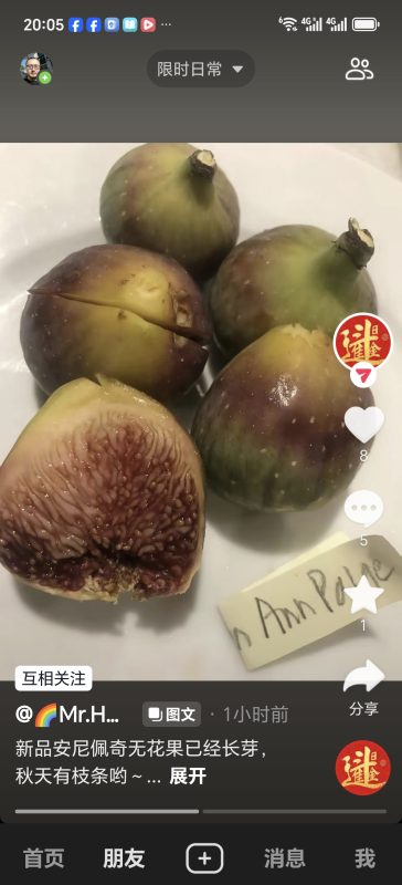 安妮佩奇 Ann Palermo-小果迷