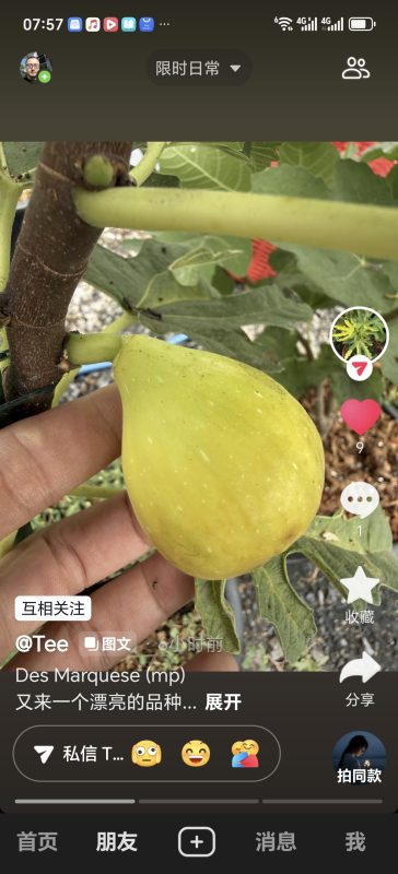 马尔克斯 Des Marqueese MP（实拍图来自Tee）-小果迷