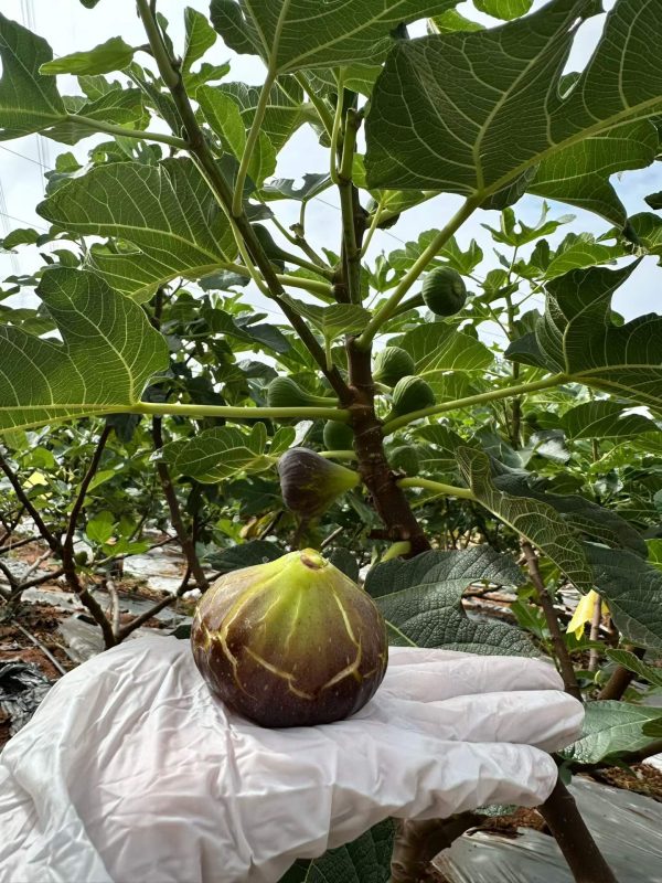 小果迷-种植爱好者交流互动平台