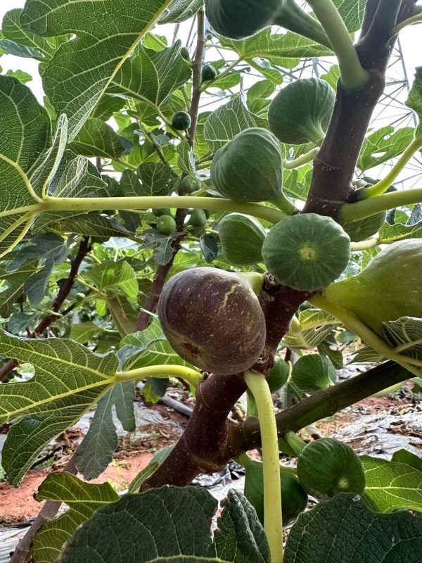 小果迷-种植爱好者交流互动平台