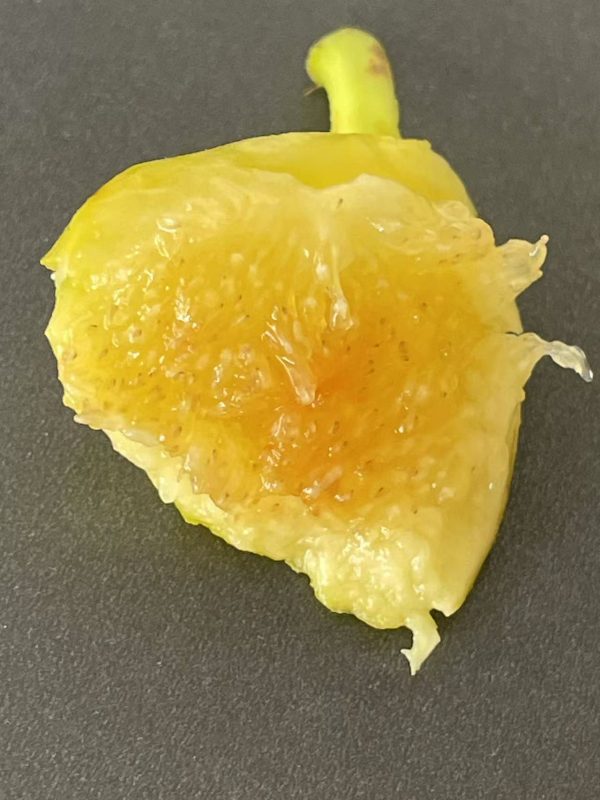 小果迷-种植爱好者交流互动平台