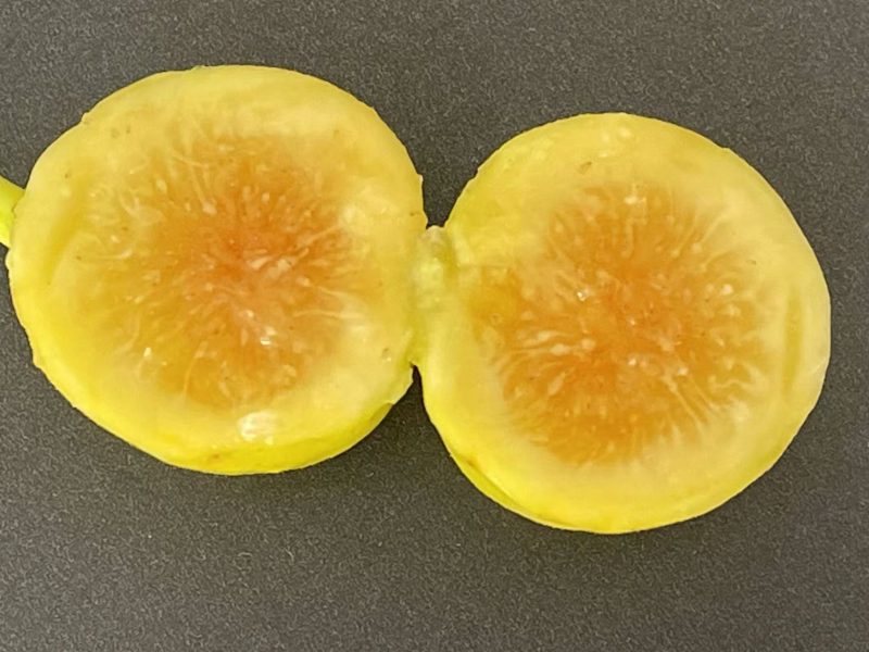 小果迷-种植爱好者交流互动平台