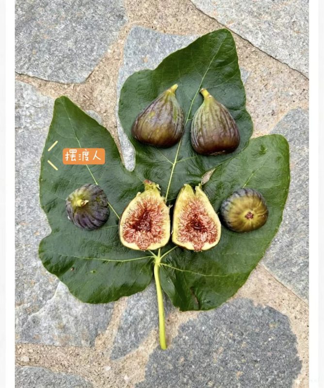 小果迷-种植爱好者交流互动平台