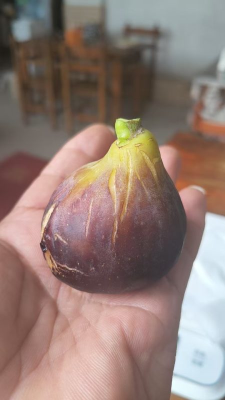 小果迷-种植爱好者交流互动平台