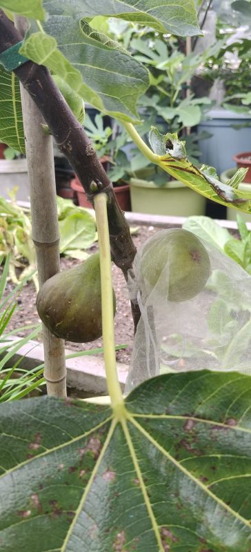 小果迷-种植爱好者交流互动平台
