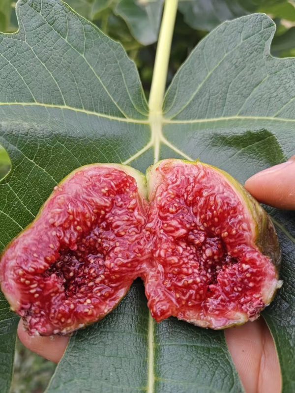 18.弗拉戈拉奶油/CDF Crema di Fragola(大师供实拍图)-小果迷