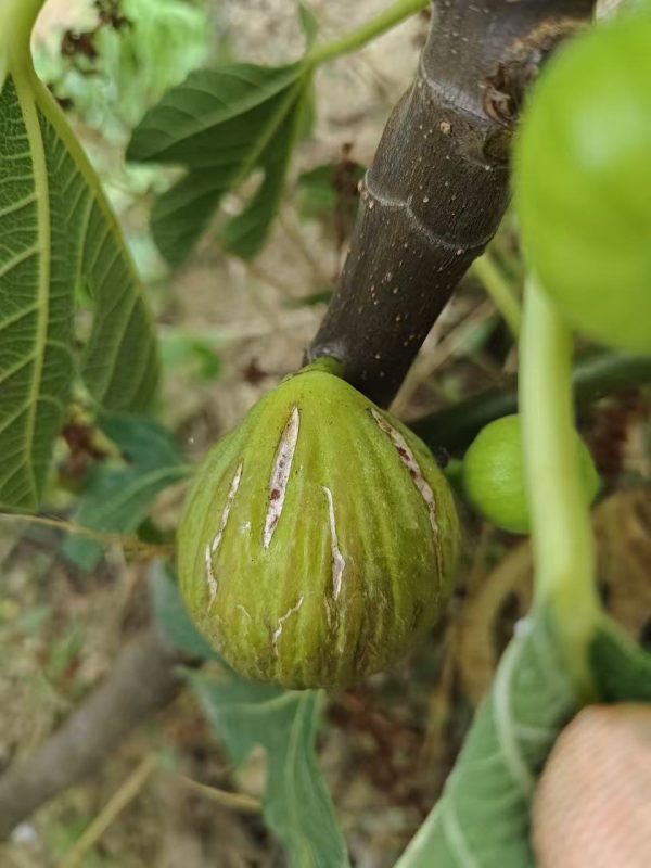 小果迷-种植爱好者交流互动平台