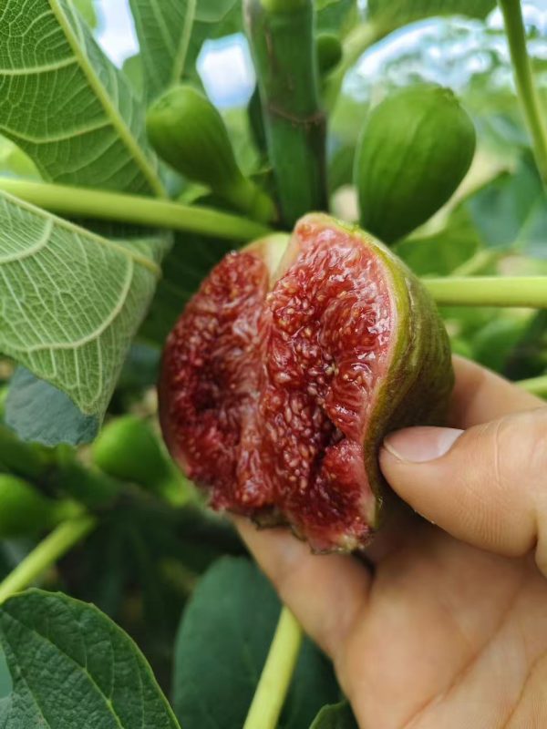 小果迷-种植爱好者交流互动平台