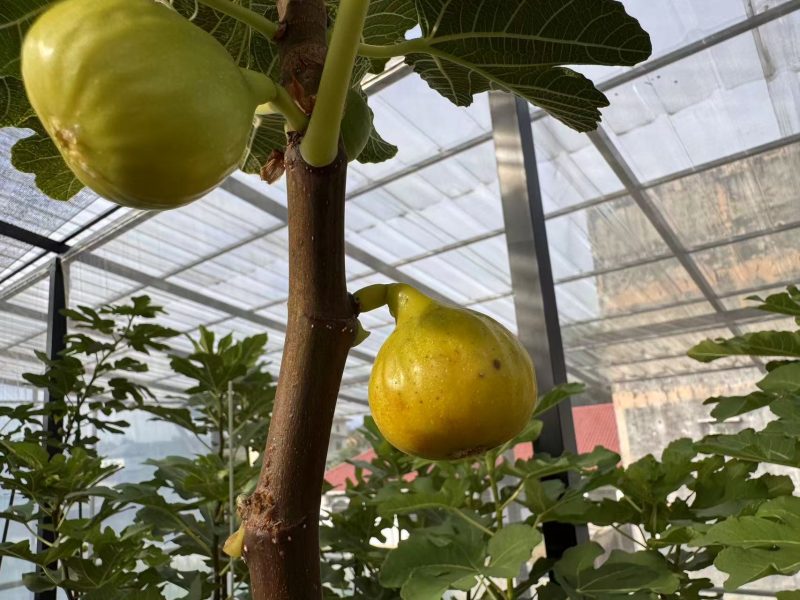 小果迷-种植爱好者交流互动平台