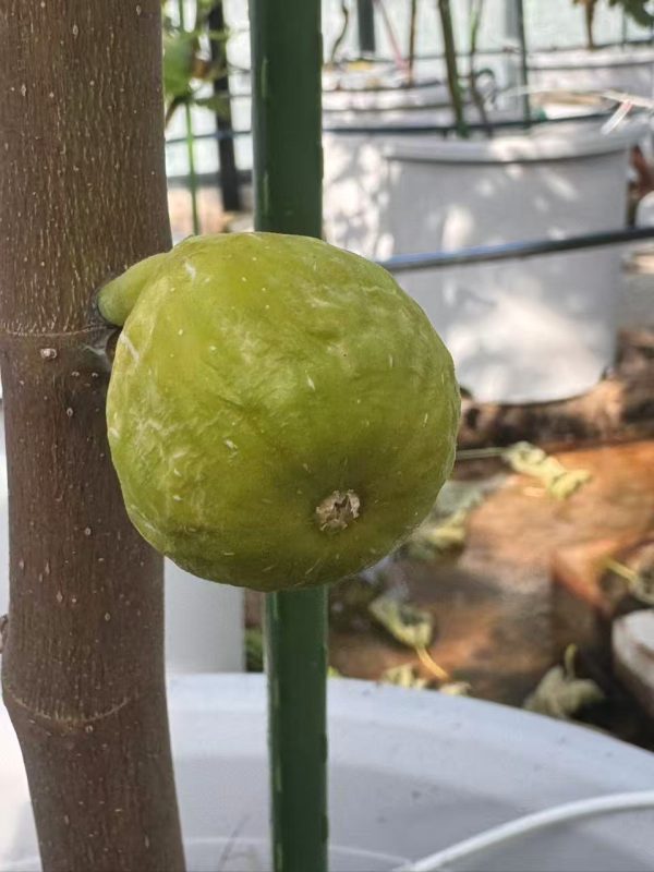 小果迷-种植爱好者交流互动平台