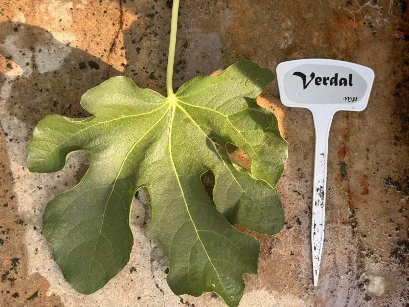 小果迷-种植爱好者交流互动平台