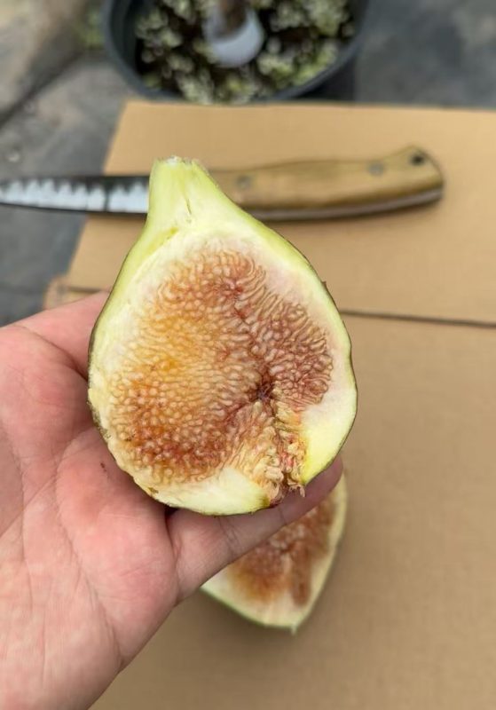 小果迷-种植爱好者交流互动平台