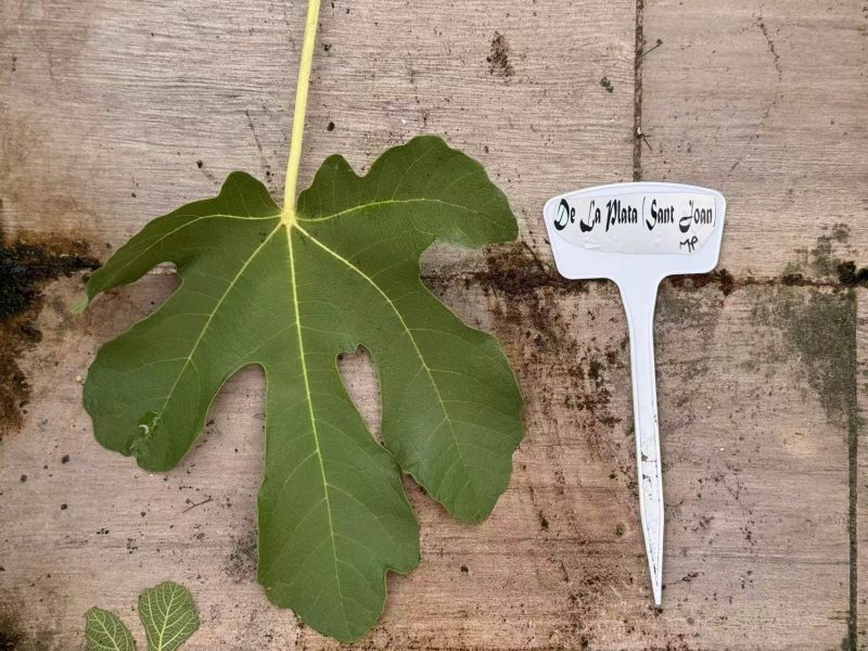 小果迷-种植爱好者交流互动平台