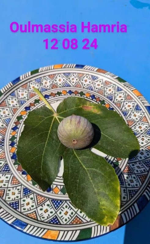 乌尔马西亚·哈姆利亚 / Oulmassia Hamrya / Oul Massia Hamra）-小果迷