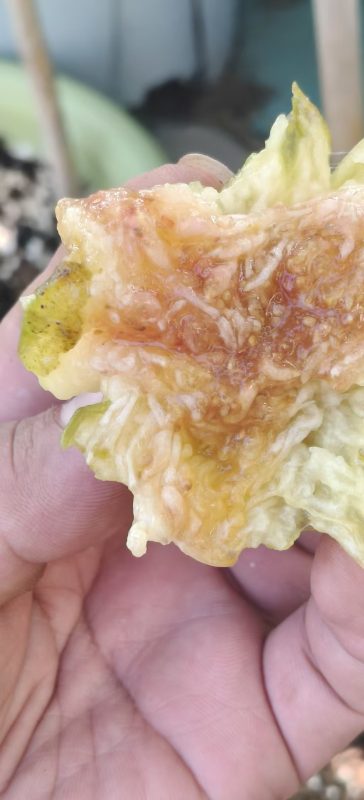 小果迷-种植爱好者交流互动平台
