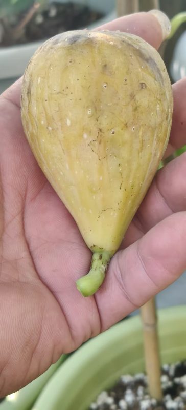 小果迷-种植爱好者交流互动平台