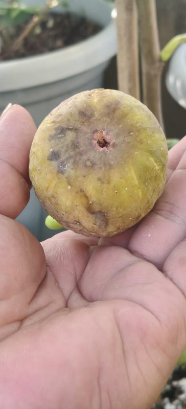 小果迷-种植爱好者交流互动平台