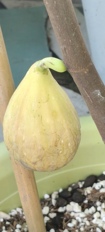 小果迷-种植爱好者交流互动平台