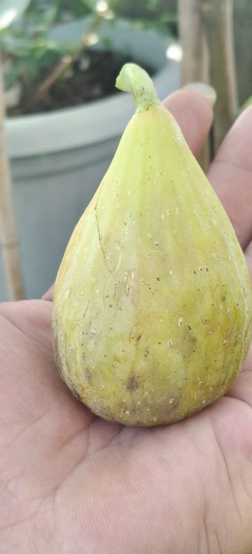 小果迷-种植爱好者交流互动平台