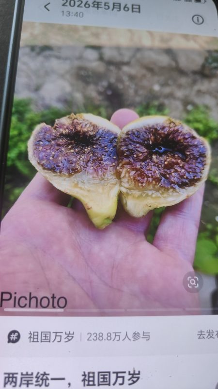 28.皮乔托 Pichoto FdM (Vinnyfigs.UK)-小果迷