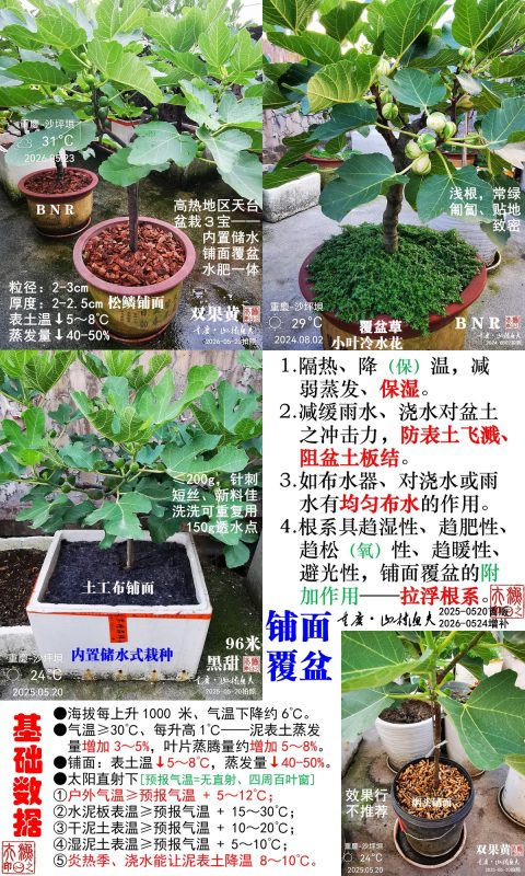 №08. 铺面、覆盆