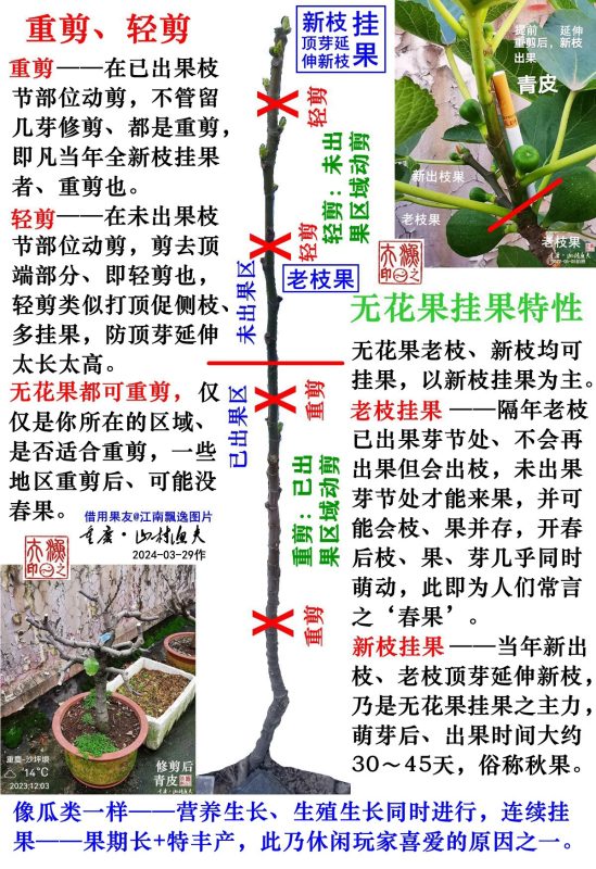 №09. 无花果挂果特性、重剪与轻剪