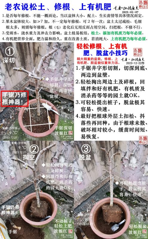 №10. 老农说修根、松土、上有机肥