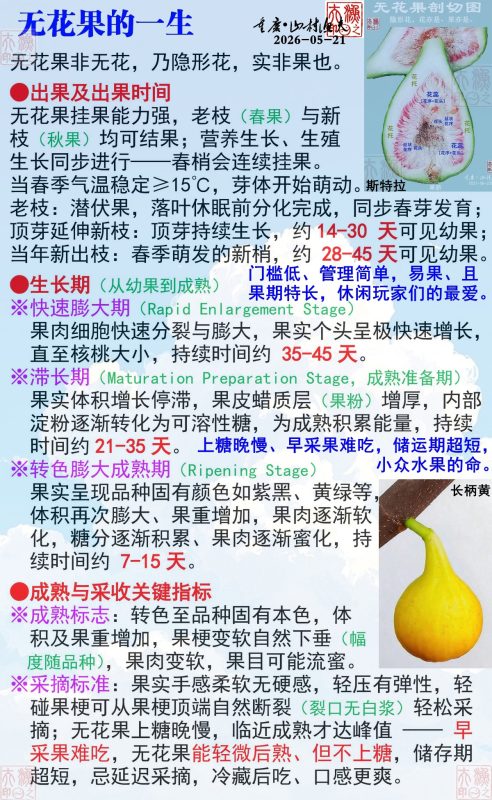 山村渔夫《无花果盆栽种养基础》-小果迷