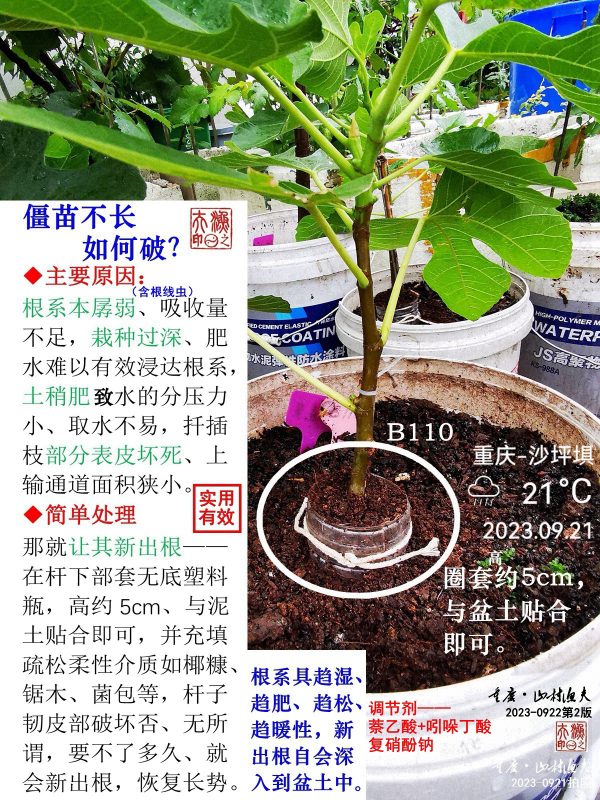 山村渔夫《无花果盆栽种养基础》-小果迷