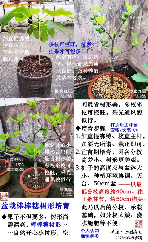 山村渔夫《无花果盆栽种养基础》-小果迷