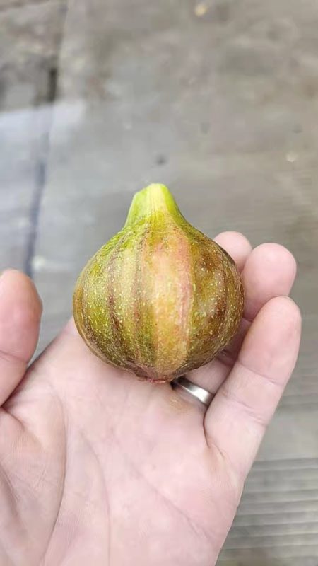 小果迷-种植爱好者交流互动平台