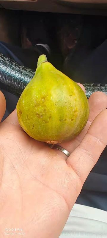 小果迷-种植爱好者交流互动平台