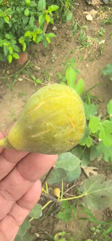 小果迷-种植爱好者交流互动平台