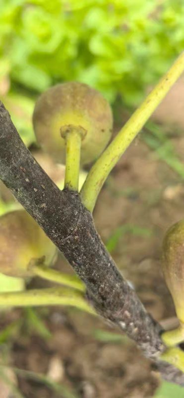 小果迷-种植爱好者交流互动平台