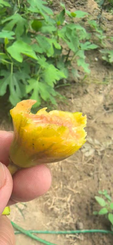 小果迷-种植爱好者交流互动平台