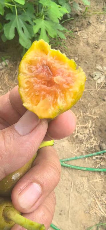 小果迷-种植爱好者交流互动平台