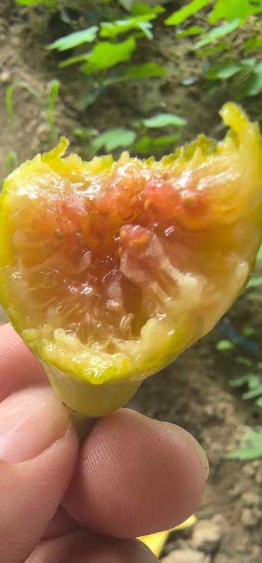 小果迷-种植爱好者交流互动平台