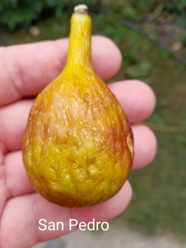 小果迷-种植爱好者交流互动平台