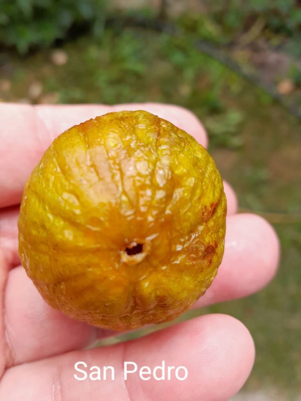 小果迷-种植爱好者交流互动平台