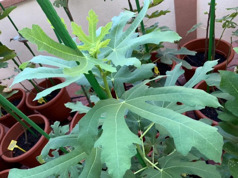 小果迷-种植爱好者交流互动平台