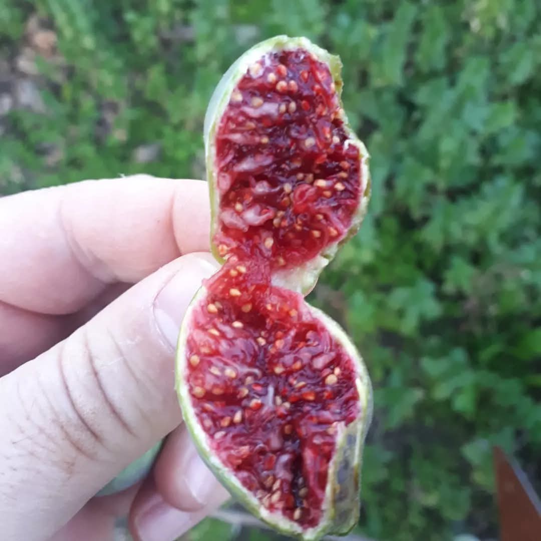 小果迷-种植爱好者交流互动平台