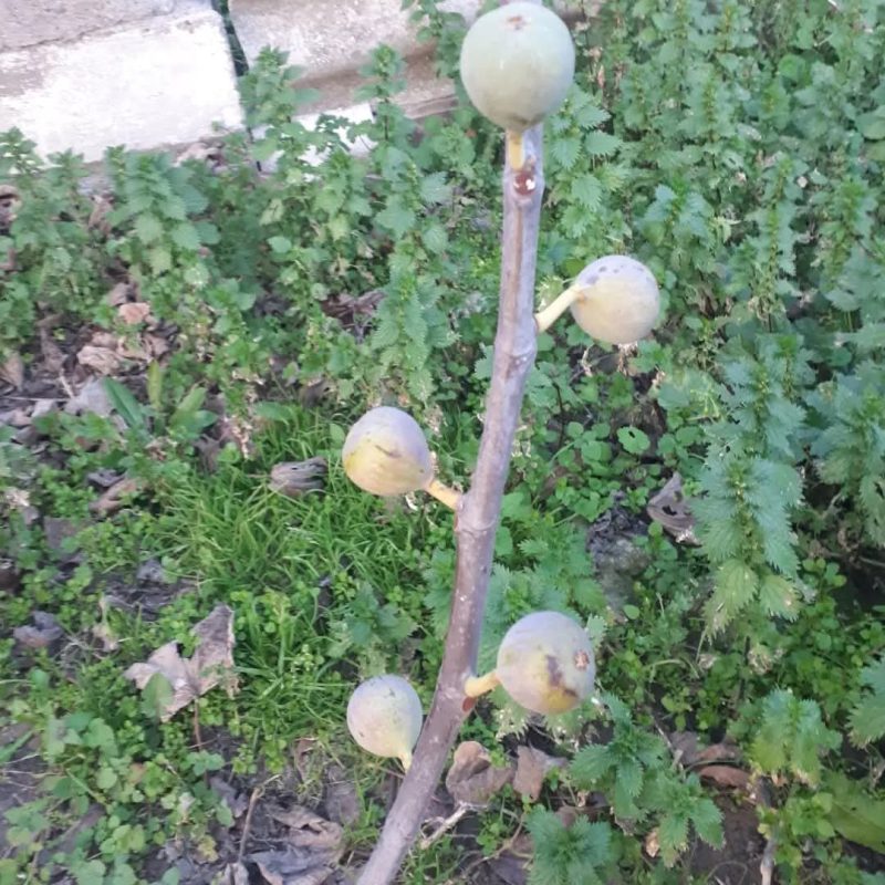 小果迷-种植爱好者交流互动平台