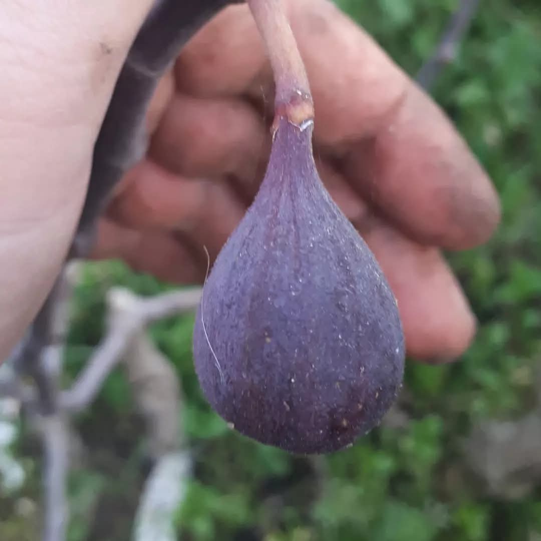 小果迷-种植爱好者交流互动平台
