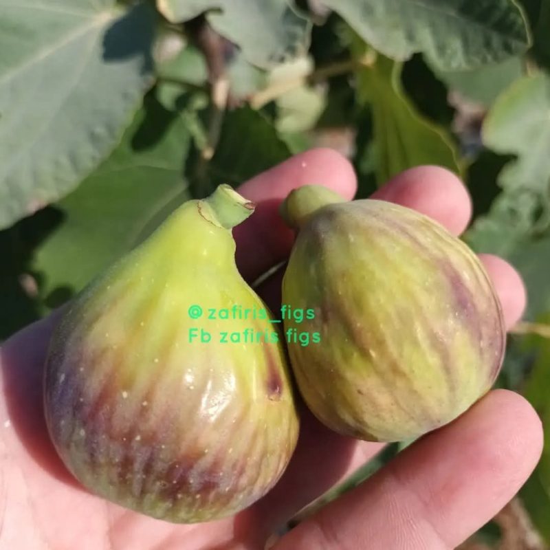小果迷-种植爱好者交流互动平台