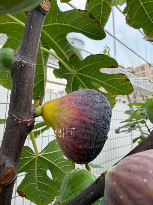 卡门无花果-小果迷