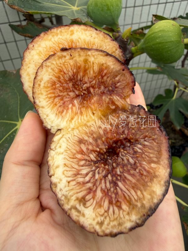 卡门无花果-小果迷