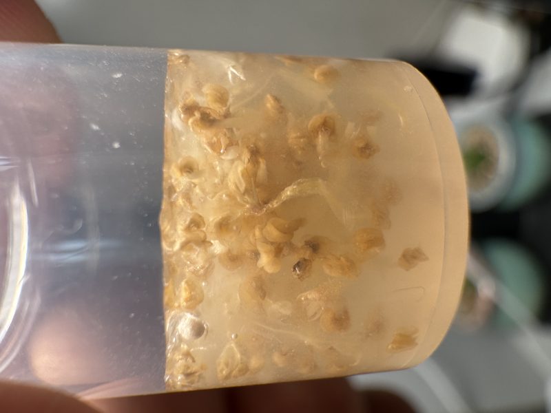【应朴续前辈邀】无花果人工授粉具体流程-小果迷