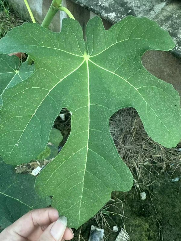 小果迷-种植爱好者交流互动平台