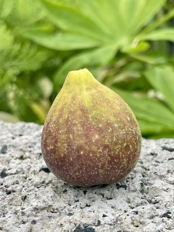 小果迷-种植爱好者交流互动平台